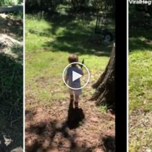 E kap gjarprin në vend të shkopit, ja çfarë ndodh me vogëlushin…(VIDEO)