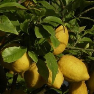 Mos i hidhni më gjethet e limonit/ I përdorni kështu ato për të shëruar migrenën dhe shumë sëmundje të tjera: Bëjnë mrekulli!