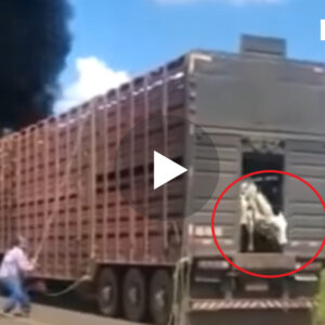 Shoferi i kamionit sakrifikon vetën për ti shpëtuar lopët pasi kamioni mer flakë (VIDEO)