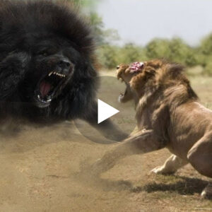 Ky është qeni më i fortë në Botë që mund të mposht lehtësisht një luan(VIDEO)