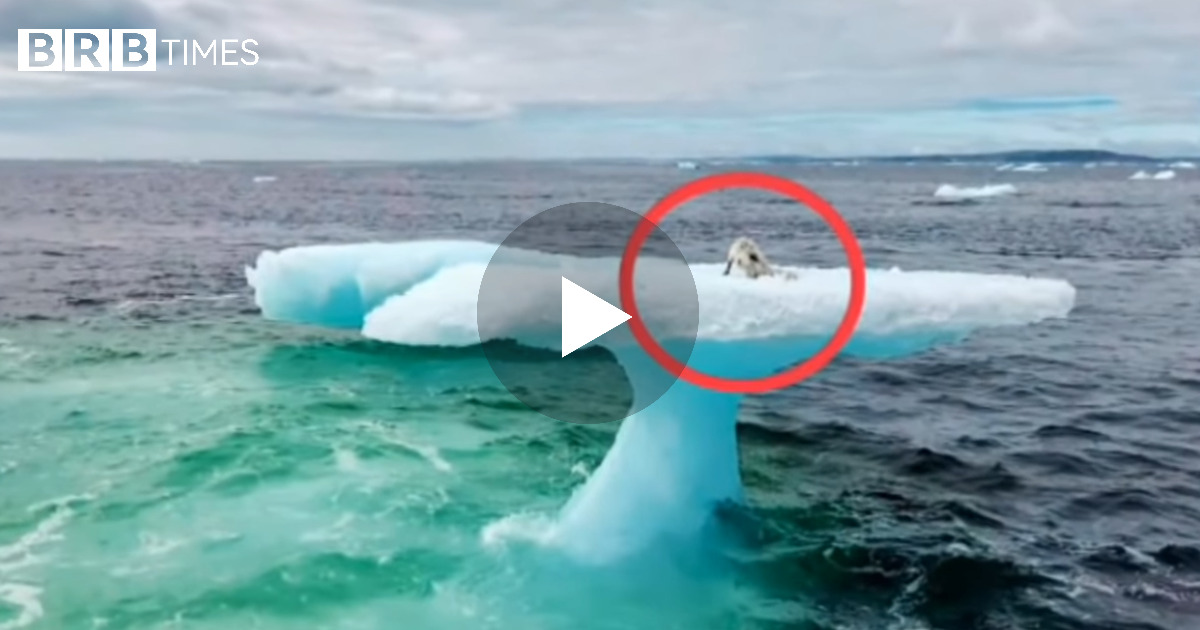 Peshkatarët te tronditur, panë diçka të pabesueshme ne mes te akullnajave,një krijesë e gjallë..VIDEO