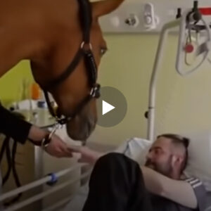 Emocionuese/Kali përmallohet për pronarin e tij që ishte në spital dhe fillon të qaj me lot si nje femij.VIDEO