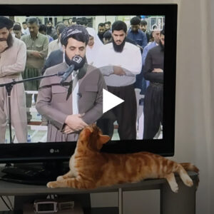 Macja më unike në Bot e cila vazhdimisht dëgjon Kur-an, shiko reagimin e saj emocionues(VIDEO)