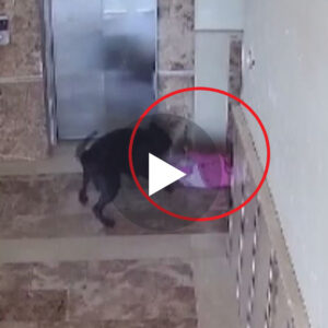 Kujdes pamjet/Një qen endacak sulmoi femijën 5-vjeçar duke e kafshuar në shpin..VIDEO