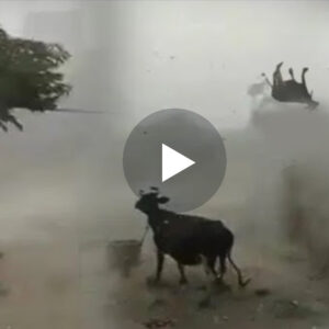 Video e trishtueshme/Një stuhi e tmershme shkatroi këtë fshat, ku dhe kafshët..VIDEO