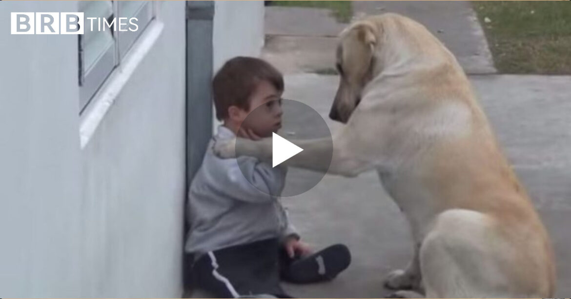 Emocionale/ Le të jetë ky qeni shembull për disa njerëz , shiko se si e trajton voglushin me sindrom down(VIDEO)