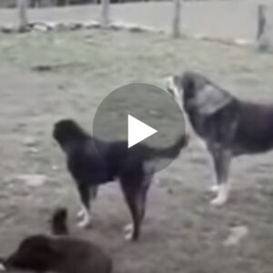 Cobani nuk mund ta mbaj në kontroll dashin e tij, cdo dit ai sulmon qent në mënyr agresive..VIDEO
