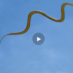 Ky Eshte Gjarpri Qe Arrin Te Fluturon Deri Ne 15 Metra Distanc, Shikoni Se Si Duket..(VIDEO)