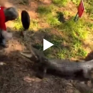 Video më e shikuar e ditës ne rrjetet sociale, I moshuari sulmon krokodillin me një tigan në dor..Virale