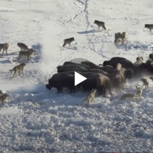 Tufa e ujqive e pa mundur për ti sulmuar Bizonet, Por shiko cfar ndodh në momentin që tradhëtohen(VIDEO)