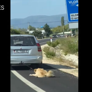 Pamje të rënda nga Vlora, qytetari e tërheq qenin zvarrë me veturë (VIDEO)