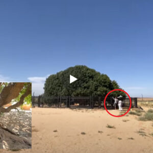 Pema në të cilën Pushoi i Dërguari i ZOTIT Muhammedi a.s Por është e ndaluar të vizitohet nga Muslimanet, Shiko arsyen