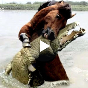 E mahnitshme: Ky krokodil iu afrua kalit por ajo që ndodhi ishte e papritur.VIDEO