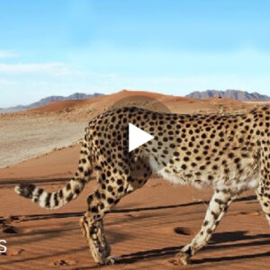 Disa Kafshë shtëpiake të pazakonta, si një leopard që është thjesht një “Qen” për ta..VIDEO