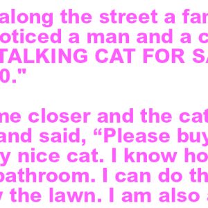 Talking Cat for Sale