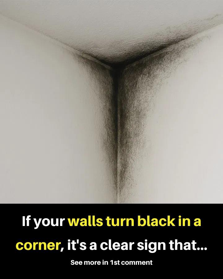 502469646_1264985721686791_4568811261082094816_n