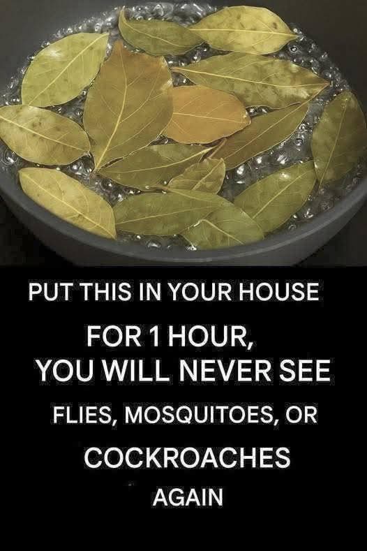 FB_IMG_1755097393222