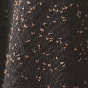 What I Found on My Pant Leg After Walking Outside 607653525_122158801958702454_4540377452822450201_n