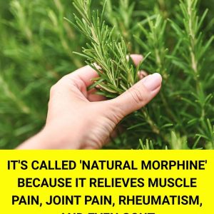 FB_IMG_1767573357696