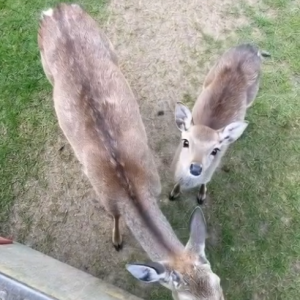 I Stepped Into the Forest — and It Gave Me More Than I Imagined deer