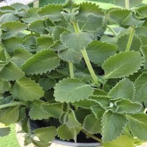 627473024_1460531658798862_7123346765298724891_n