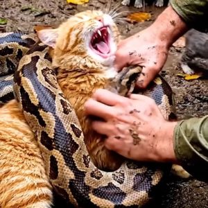 Screenshot_20260326_211648_Facebook